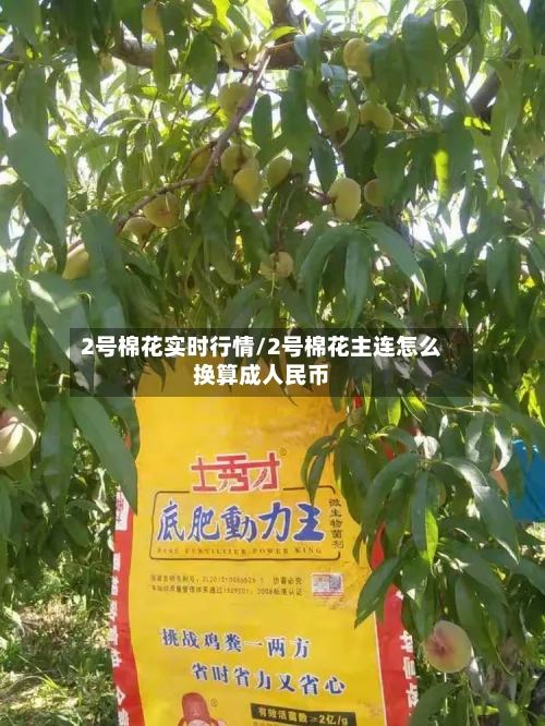 2号棉花实时行情/2号棉花主连怎么换算成人民币