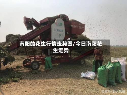 南阳的花生行情走势图/今日南阳花生走势-第3张图片