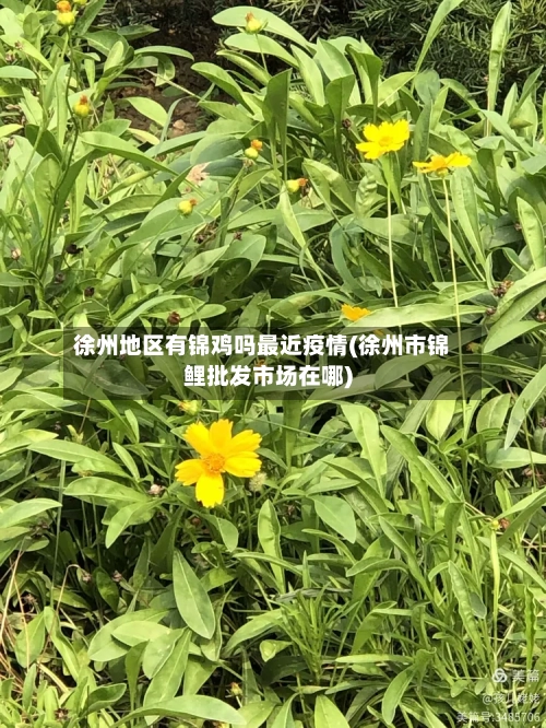 徐州地区有锦鸡吗最近疫情(徐州市锦鲤批发市场在哪)-第3张图片