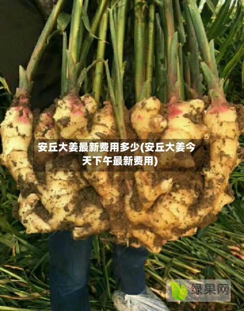 安丘大姜最新费用多少(安丘大姜今天下午最新费用)