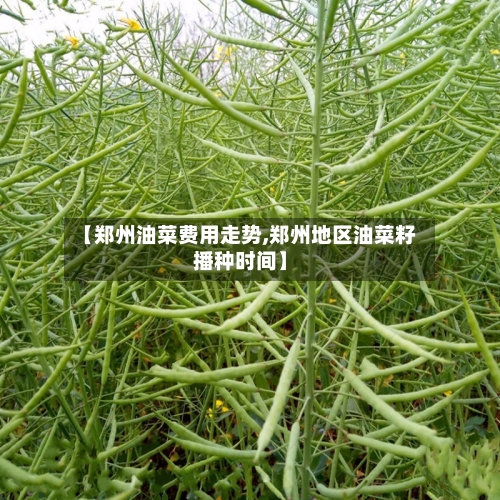 【郑州油菜费用走势,郑州地区油菜籽播种时间】