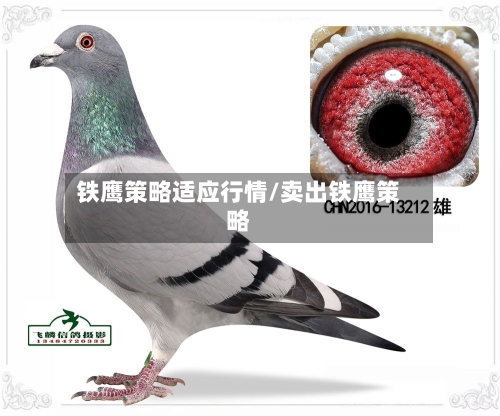 铁鹰策略适应行情/卖出铁鹰策略